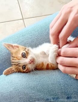 Laura aus dem Tierschutz - Grevenbroich