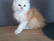 Maine Coon Junge mit Stammbaum in red silver cl - Murrhardt