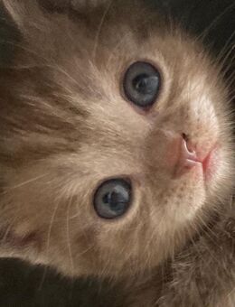 BkH Kitten reinrassig Silver tabby - Bremen