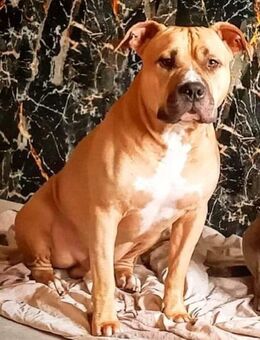American bully classic sucht zuhause - Berlin