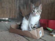 Isla, hübsches Katzenmädchen, ca. 5 Mona - Vaterstetten