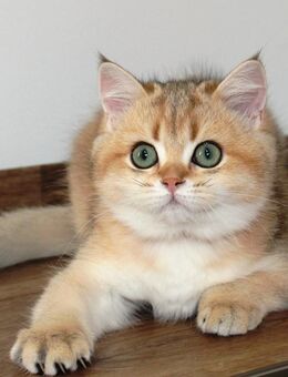 Bkh Kitten Britische Kurzhaar Katze Kater golden shaded ABSOFORT - Petersberg (Hessen)