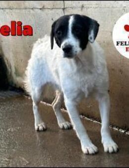 liebe Hündin Ophelia sucht ihr Zuhause - Margetshöchheim