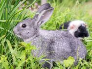 Hasen Kaninchen Futter Pflanzen Samen Hase Gehege Grünfutter Gras Kräuter frisches gesundes Futter aus dem eigenen Garten - Pfedelbach
