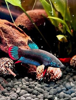 Betta Imbellis Friedlicher Kampffisch - Schwelm Zentrum