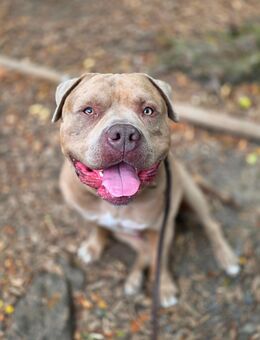 American bully xl Sucht ENDPLATZ - Staufenberg (Hessen)