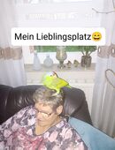 Superzahme Nachzucht Blaukappen Amazonen männlich nur in gute Hände abzugeben in 32369