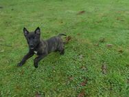 X-Malinois - Gronau (Westfalen)