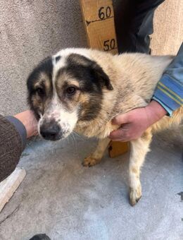 Wimo, 2 Jahre, sucht Herzensmensch - Schwalmtal (Nordrhein-Westfalen)