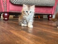 BLH Kitten, Britisch Langhaar Katzenbabies, Maikätzchen - Brandenburg (Havel)