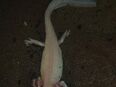 Axolotl abzugeben in 55743