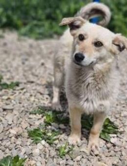 Süßer lieber Sam sucht sein Körbchen - Mannheim