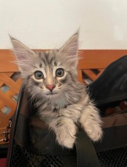 Norwegische Waldkatze mit Stammbaum - Flörsheim (Main)
