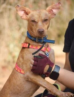 Steam ist so lieb und sehr dankbar - Laatzen