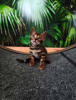 Bengalkätzchen mit einzigartiger Färbung - Plüderhausen