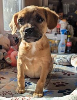 Pixie soll nicht in Rumänien aufwachsen - Blankenheim (Nordrhein-Westfalen)