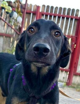 Robin - Rotenburg (Fulda)