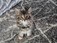 Maine Coon Kitten - Obernbreit