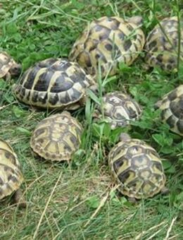 Griechische Landschildkröten NZ 2023 und 2024 - Fürstenwalde (Spree)