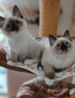 Heilige Birma Kitten Kätzchen - Essen