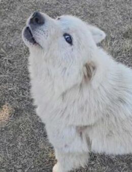Samojedenhündin Lunja - Kierspe