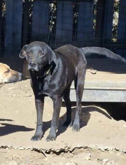 Suerte, 2 Jahre, aktiv und freundlich - Bochum