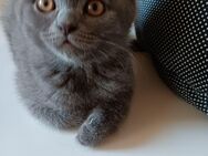 Bkh Reinrassig Kitten Mutter mit Stambaum - Bielefeld Sieker