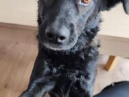 ❤Smilla❤ sucht ihr Zuhause - Freilassing