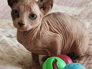 Zuckersüße Kanadia Sphynx Kitten mit Elf-Papa - Köln