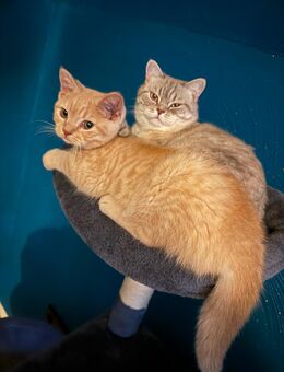 5 Monate alten Kater abzugeben - Reinhardshagen