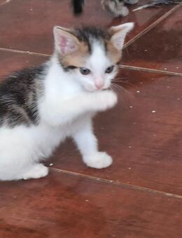 😻Katzenkitten😻 7 Wochen 🐾 - Saarbrücken