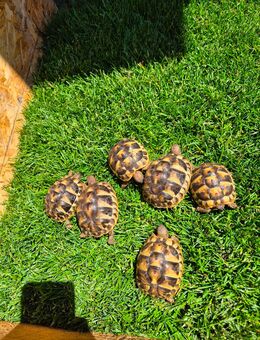 Griechische Landschildkröten NZ 2024 - Hohe Börde