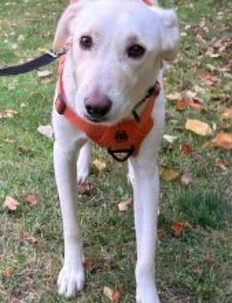 Tortulino 55 cm (Pflegestelle) - Alpenrod