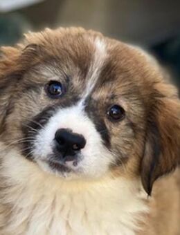 Suvi, geb. ca. 08/2025, GRIECHENLAND - Euskirchen