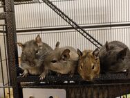 Degu Weibchen, 5 Stück, bei Abmahner aller mit Zubehör und Käfig - Leipzig