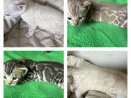 Bengal kitten in tollen Farben Mit Stammbaum - Dortmund