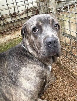 UKA - der seine Familie verliert...... - Kempen