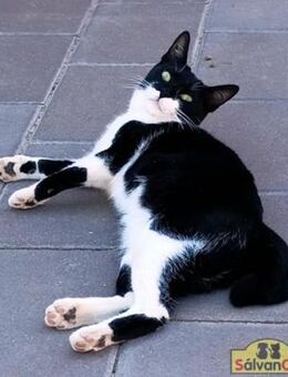 Zutrauliche Katzendame Golfita - Bad Camberg