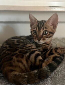 Tolle Bengalkitten, typvoll tricolor - Karlsruhe