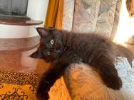 Edelmix Sibirische Katze und Heilige Birma - Wesel