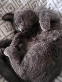 Russisch Blau Mix Kitten - Minden (Nordrhein-Westfalen)