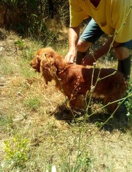 Fritte junger Cocker Spaniel sucht seine Familie ❤️ - Herne Holthausen