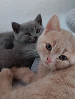Bkh Reinrassig Kitten Mutter mit Stambaum - Bielefeld Sieker