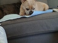 Bulldogge ab zu geben - Thedinghausen