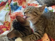 4 Süße BKH Kitten, Katze Mädchen und Kater Junge, sofort Abholbereit, geimpft und entwurmt - Siegburg Zentrum