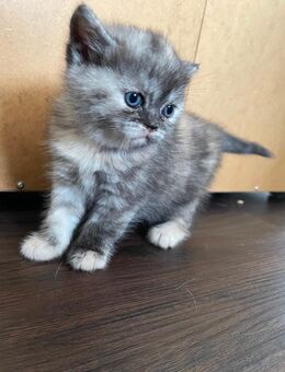 Bkh Kitten ab Ende Oktober - Leinzell