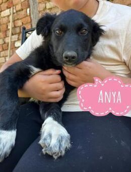 Anya - ein Zuckerschock - Flörsheim-Dalsheim