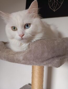 Heilige Birma Mix - Zell (Harmersbach)