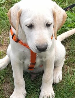 Labrador Labmaraner Welpen suchen noch ein liebevolles Zuhause - Großengottern
