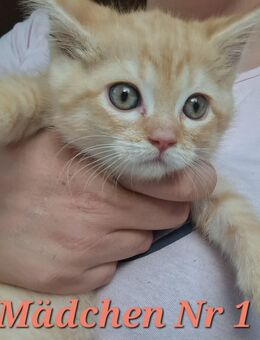 4 Kleine Babykatzen - Berlin